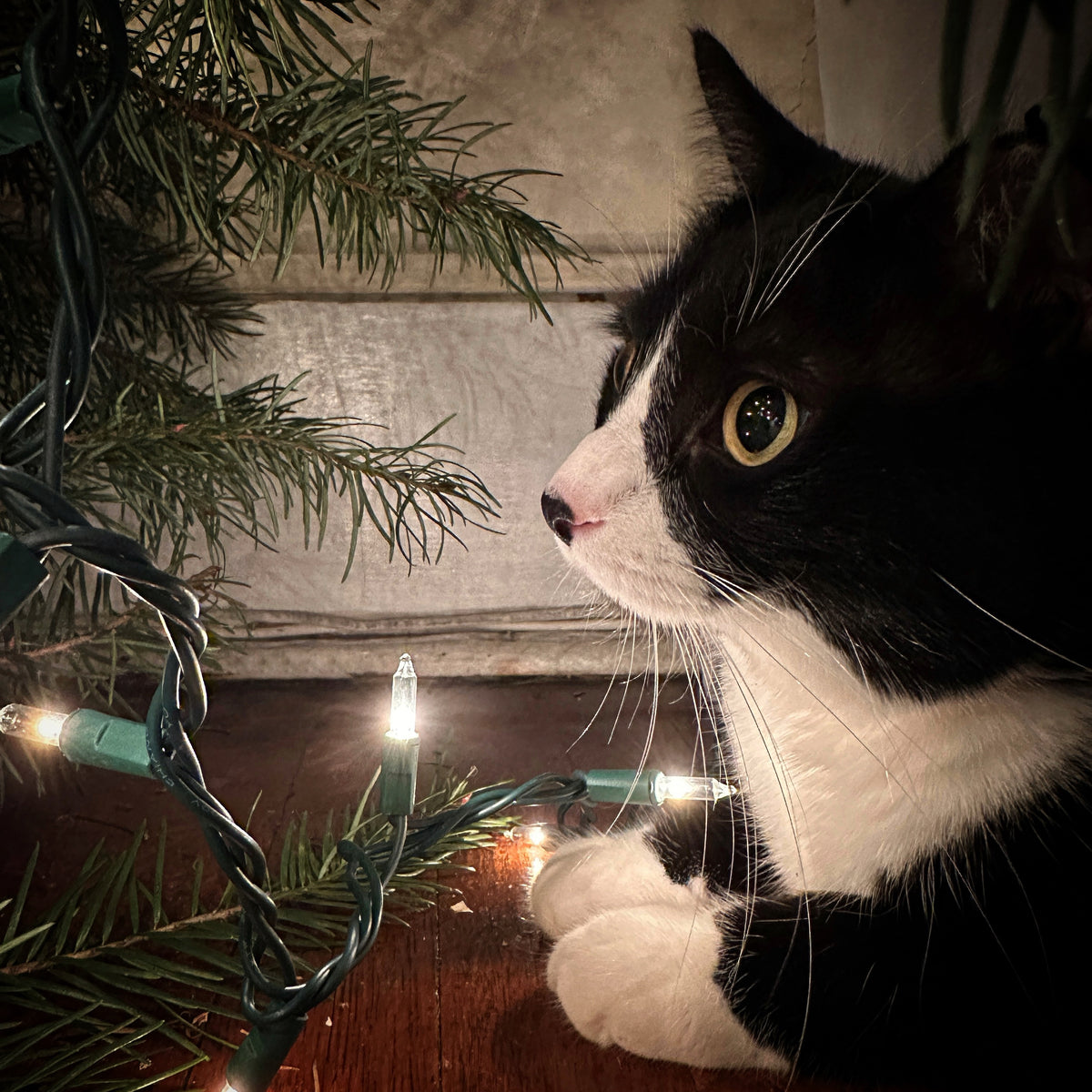 Wonder in her Eyes