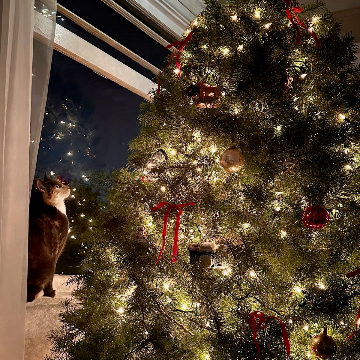 Christmas Wonder