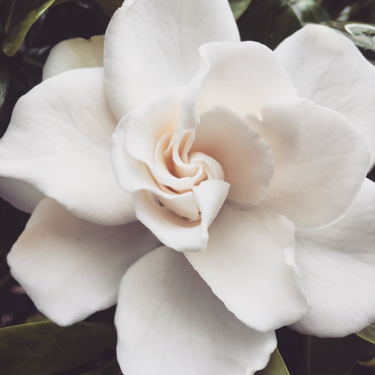 Gardenia Dreams