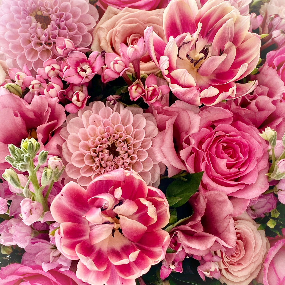 Tickled Pink