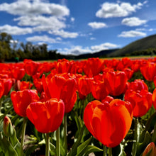 Load image into Gallery viewer, Blushing Field