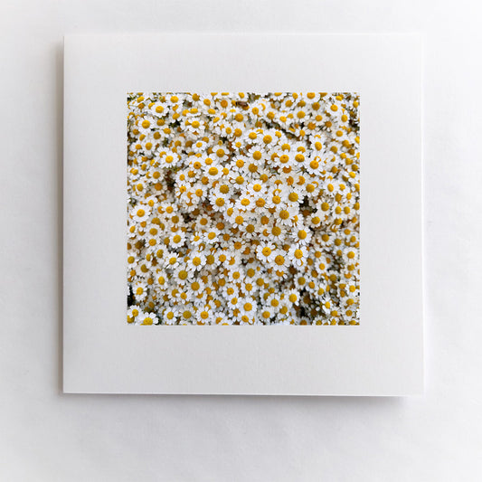 Petals of Sunshine