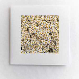 Petals of Sunshine