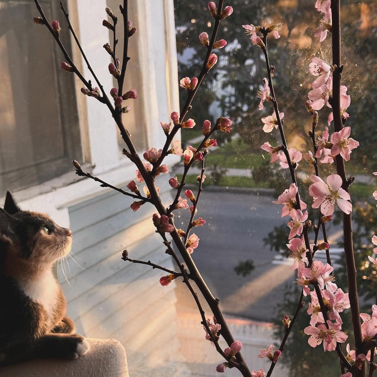 Waiting for Spring