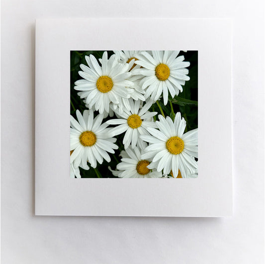 Happy Daisies