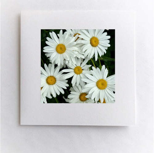 Happy Daisies