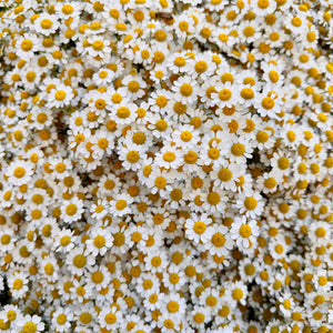 Petals of Sunshine