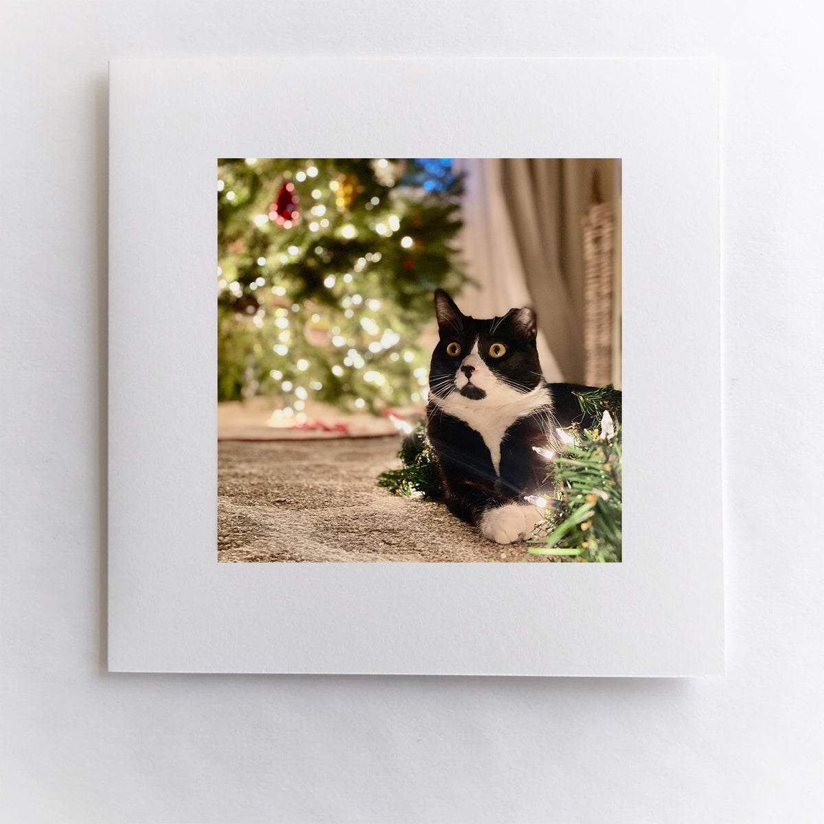 Meowy Christmas