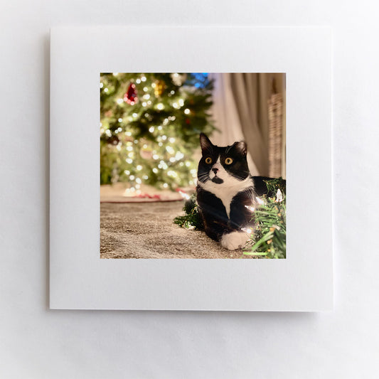 Meowy Christmas