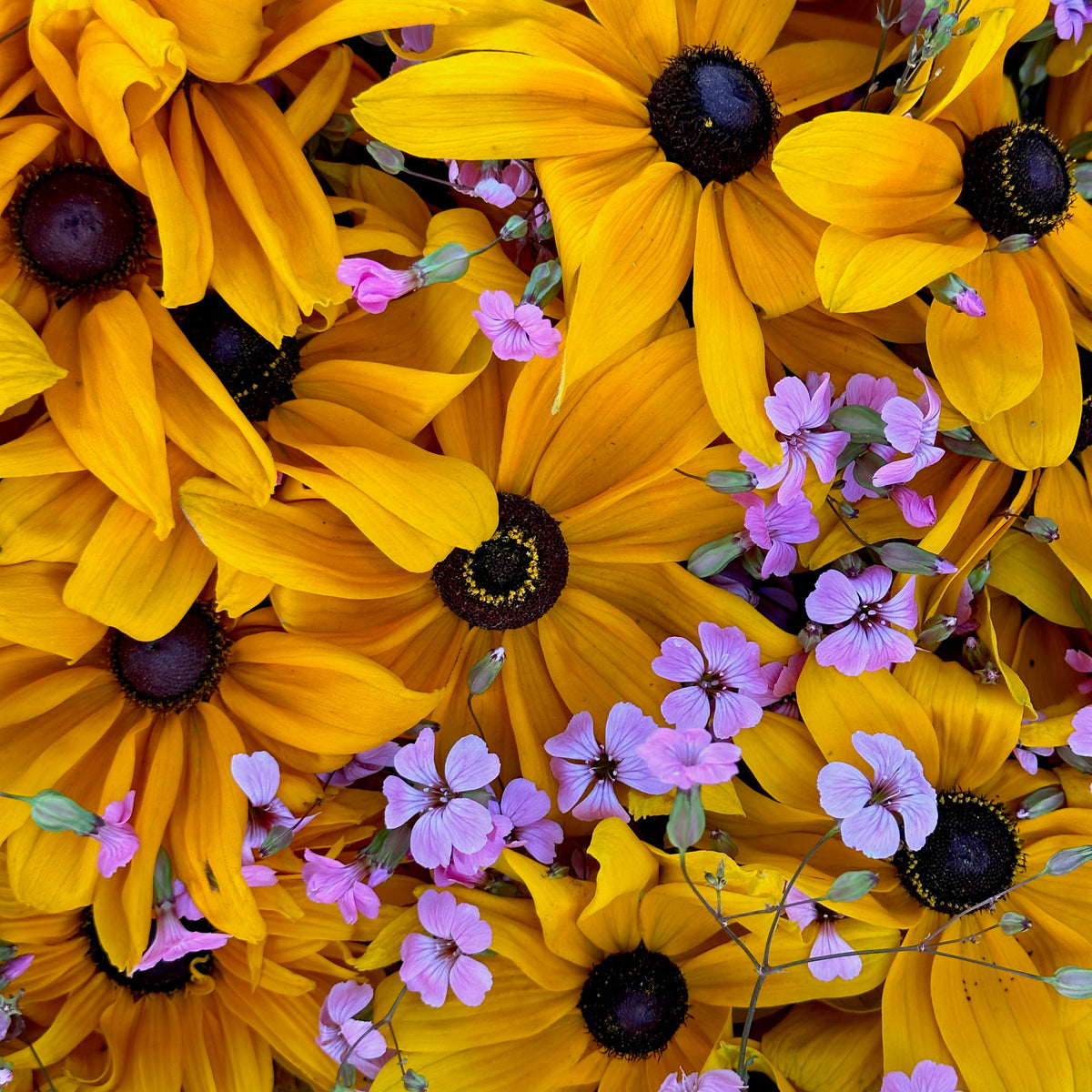 Petal Duet