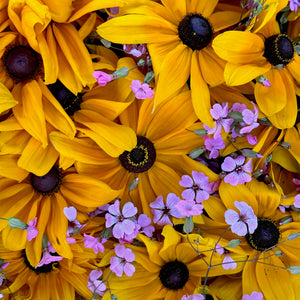 Petal Duet