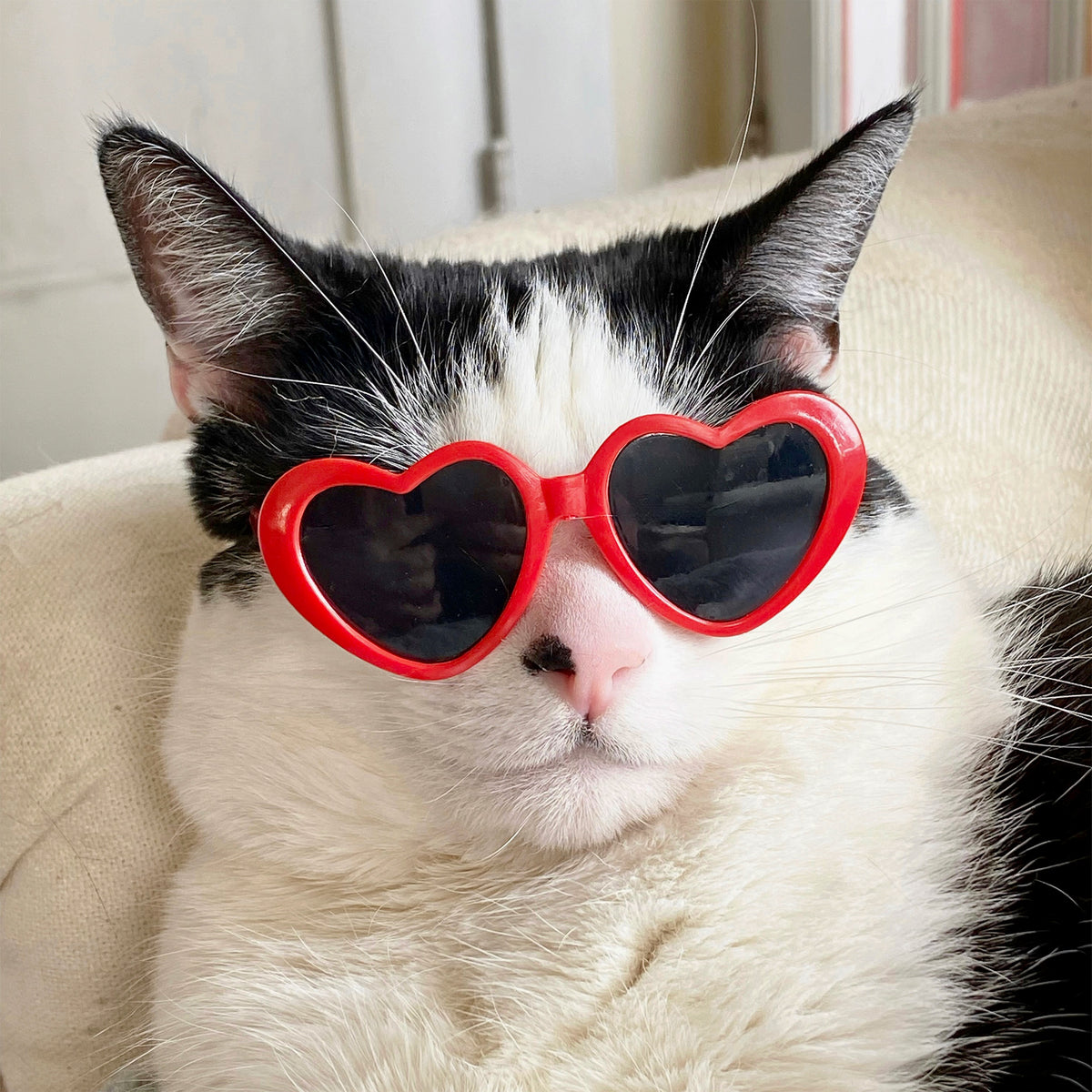 Cool Cat