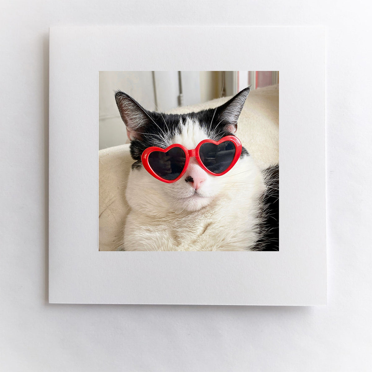 Cool Cat
