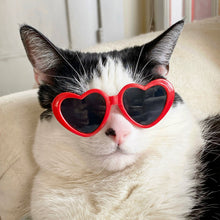 Load image into Gallery viewer, Cool Cat