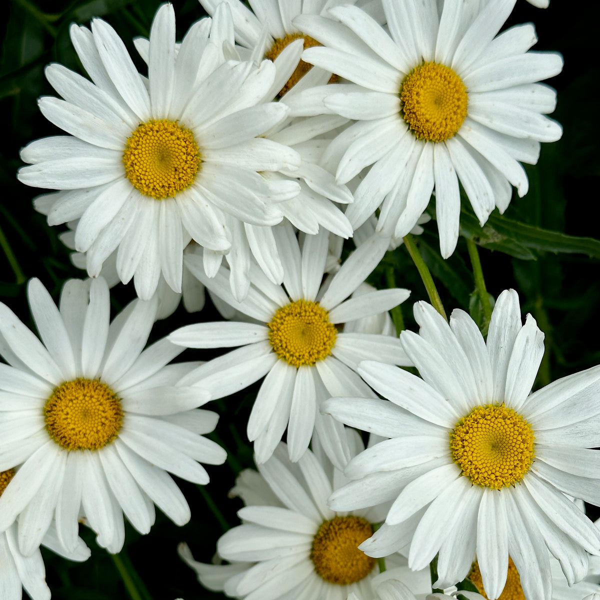 Happy Daisies
