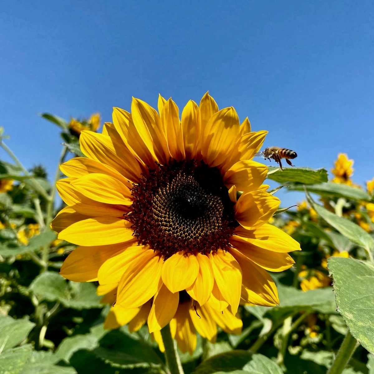 Even Bees Fall In Love