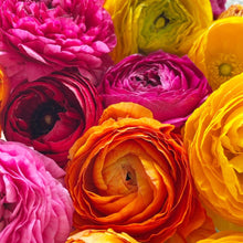 Load image into Gallery viewer, Rainbow Ranunculus
