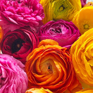 Rainbow Ranunculus