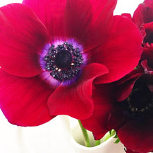 Load image into Gallery viewer, Red Anemone