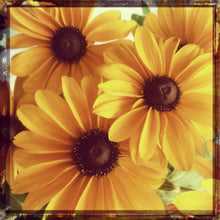 Load image into Gallery viewer, Brown Eyed Girl