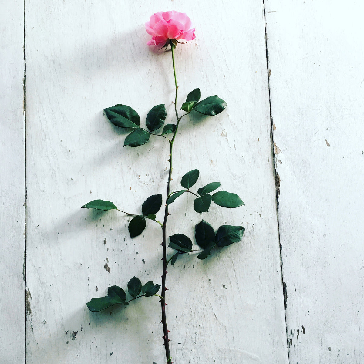Strong Pink Rose