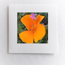 Load image into Gallery viewer, California Poppy