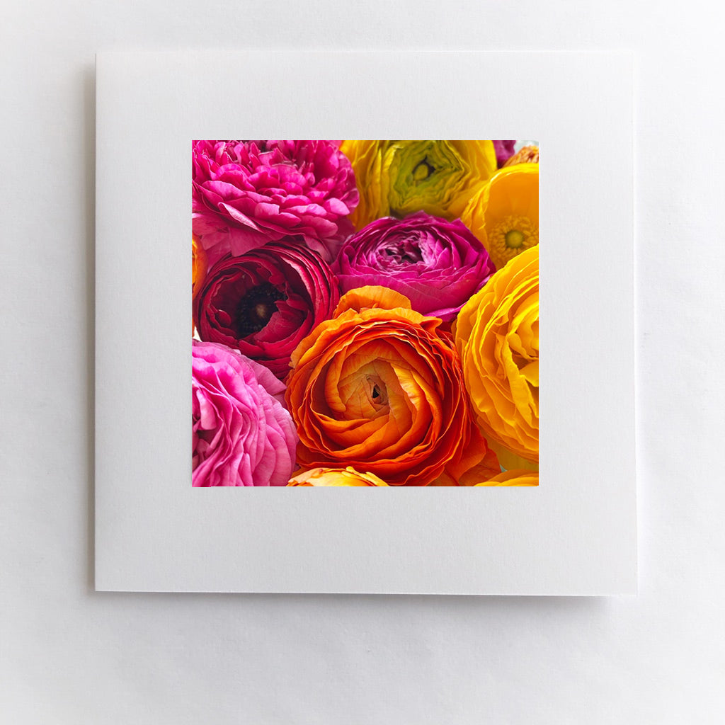 Rainbow Ranunculus