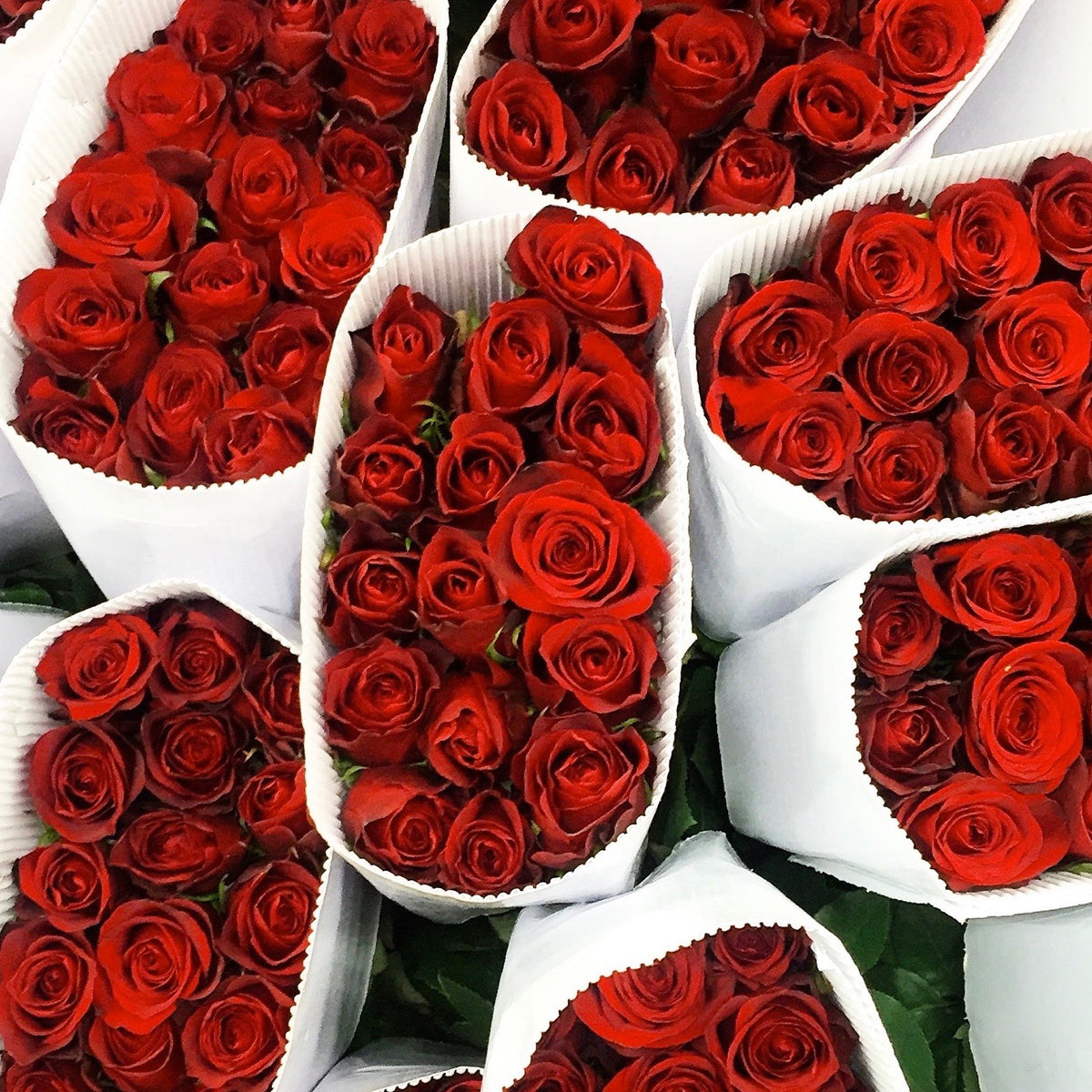 Valentines Roses