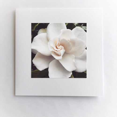 Gardenia Dreams