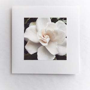 Gardenia Dreams