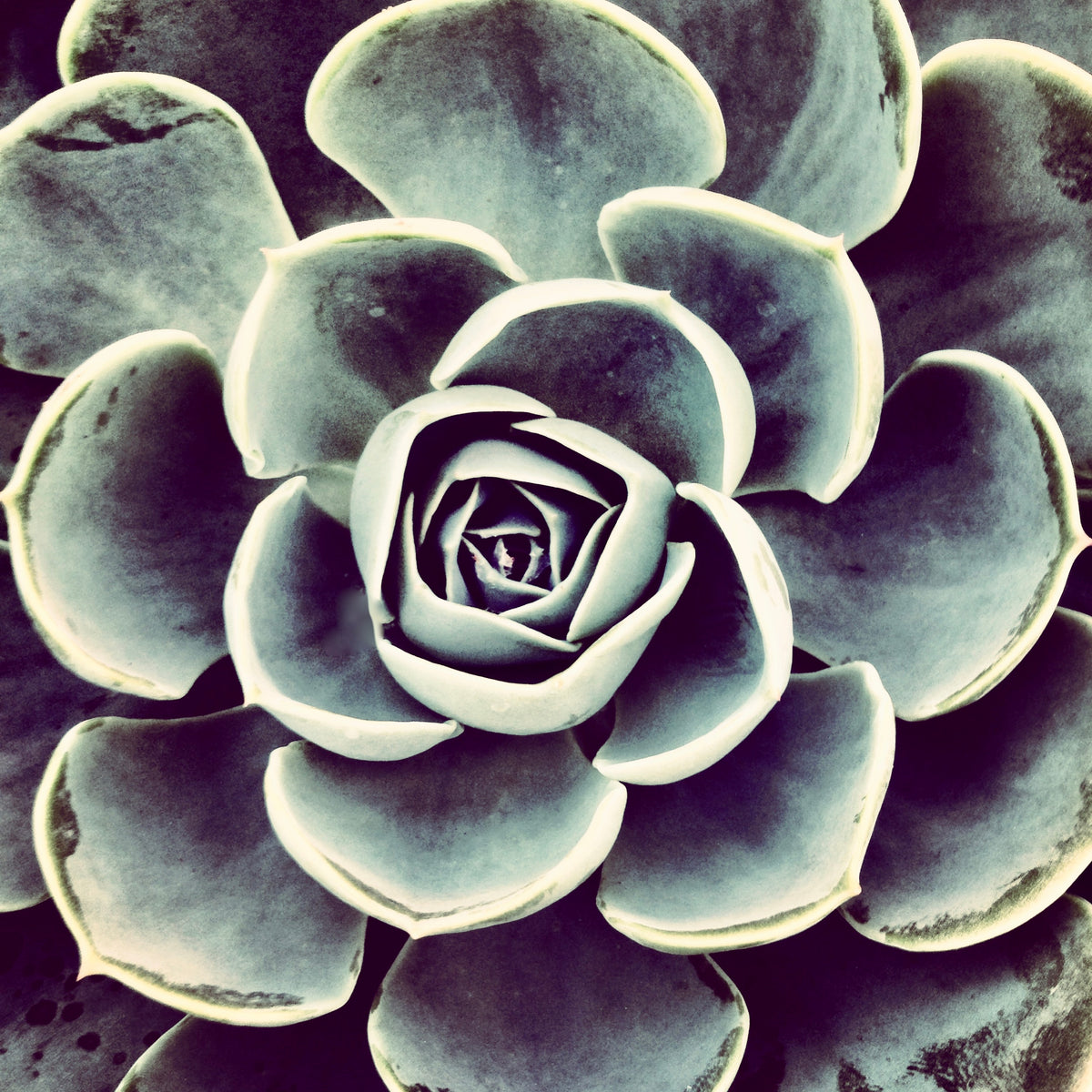 Fierce Bloom