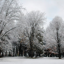 Load image into Gallery viewer, Winter Wonderland