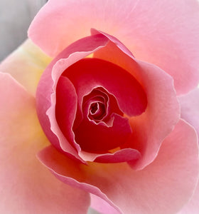 Baby Pink Rose