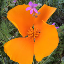 Load image into Gallery viewer, California Poppy