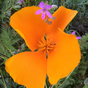 California Poppy