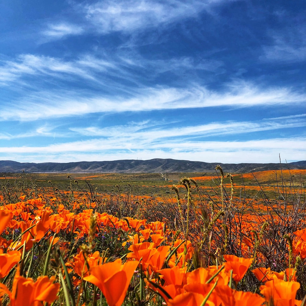 Golden State Bloom