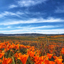 Load image into Gallery viewer, Golden State Bloom