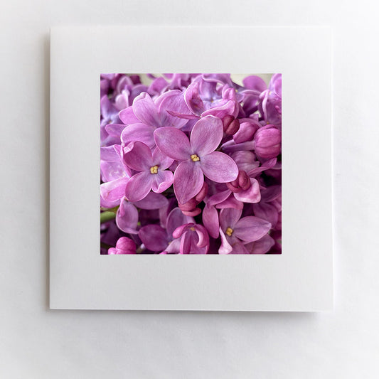 Lilac