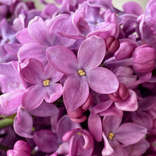 Load image into Gallery viewer, Lilac