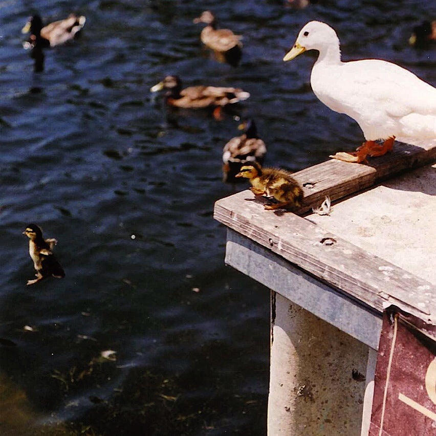 Momma and her Ducks