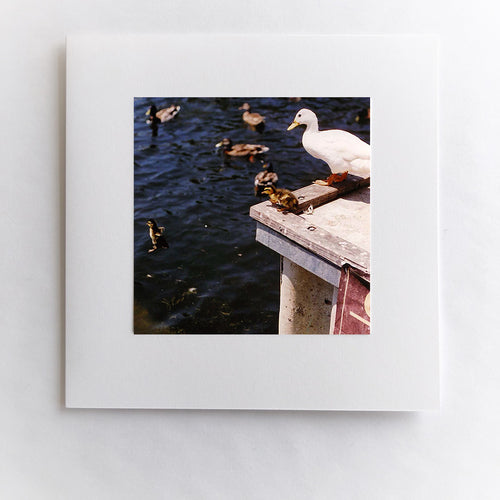Momma and her Ducks