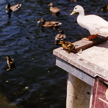 Load image into Gallery viewer, Momma and her Ducks