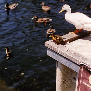 Momma and her Ducks