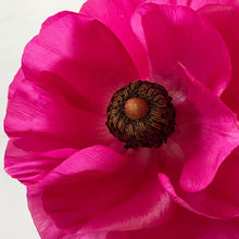 Load image into Gallery viewer, Painted Ranunculous