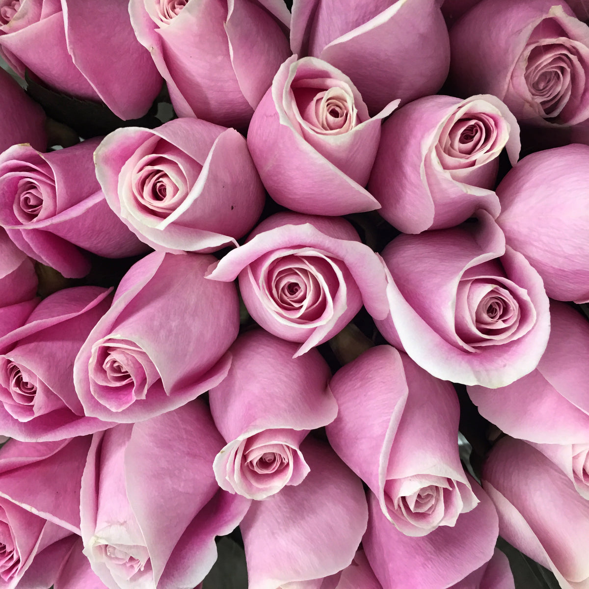 Love by the Dozen