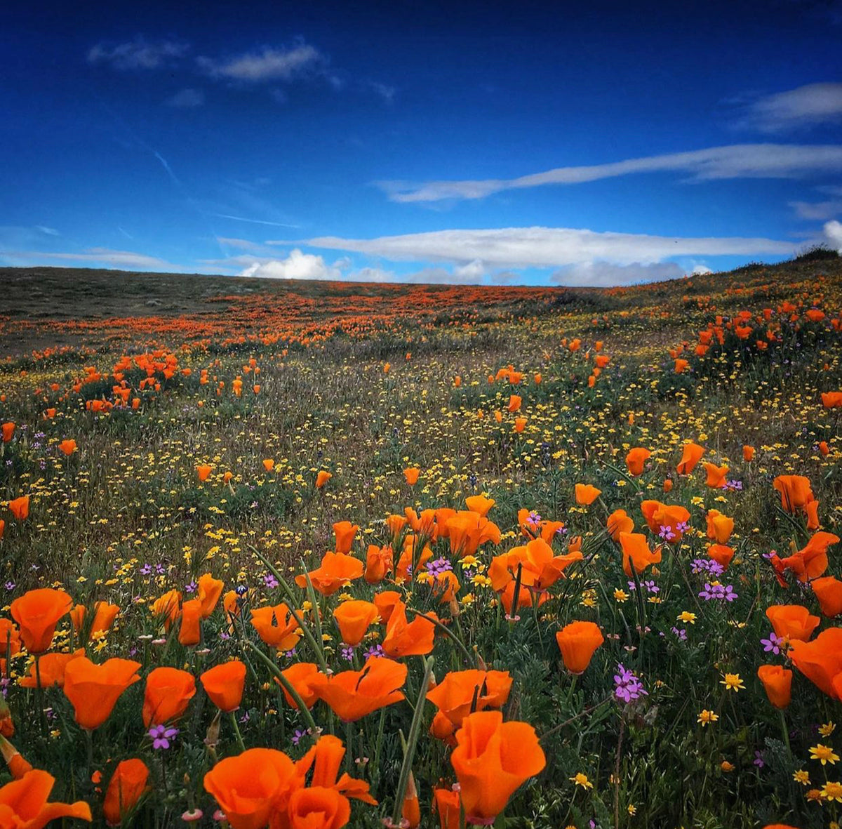 Poppy Mountain
