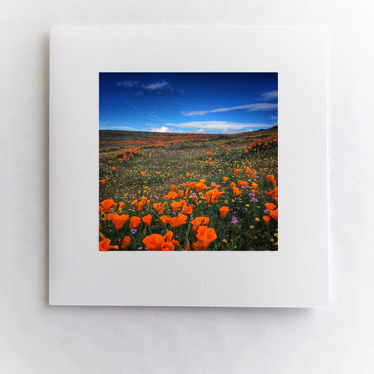 Poppy Mountain