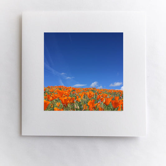 Poppies to the Sky
