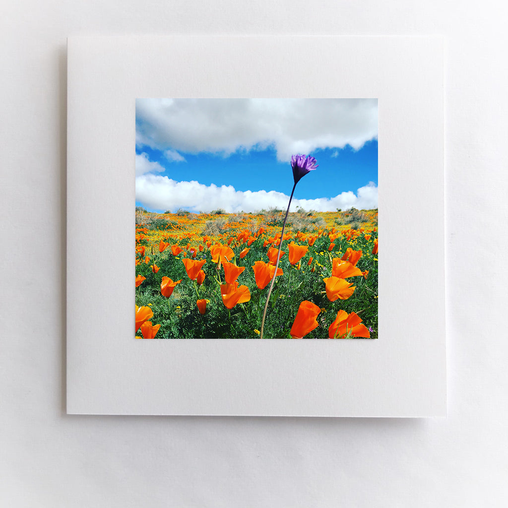 Purple Wildflower in the Poppies