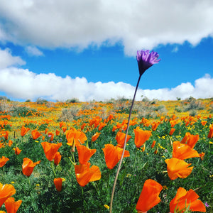 Purple Wildflower in the Poppies